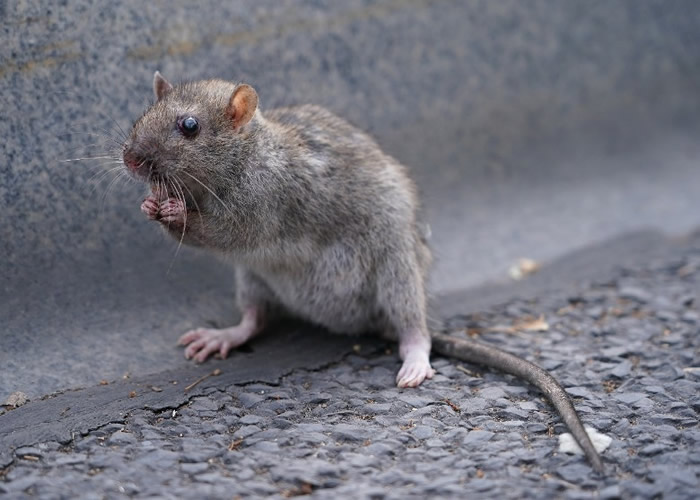 英国研究估计人类开发自然生态增野生动物播毒风险