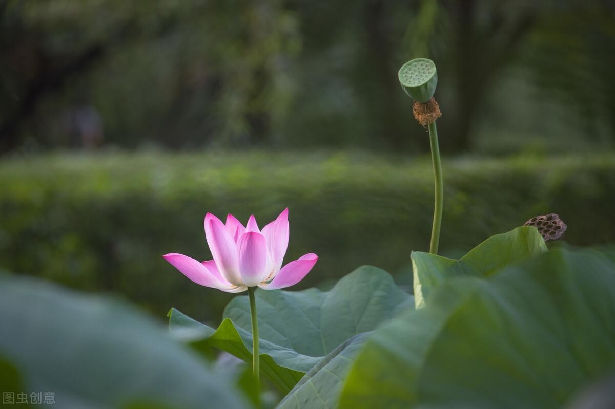 淡泊名利 不要为名利所累