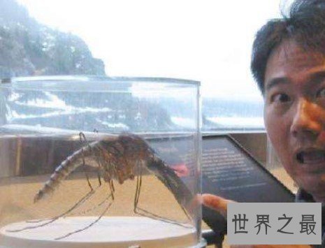 中国捕获世界最大的蚊子，体长达到可怕的0.4米，比你的巴掌都大
