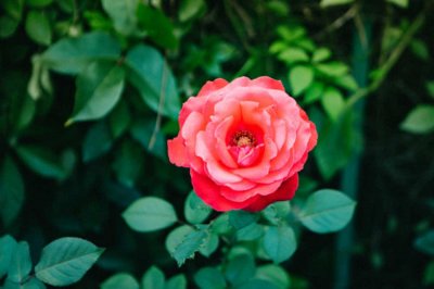 ​月季怎么浇水