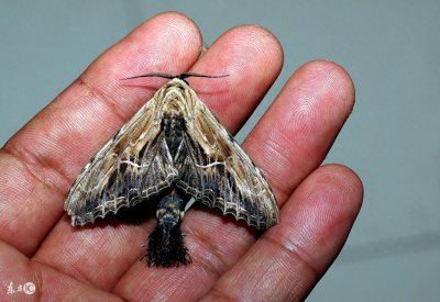 ​家里来了飞蛾能打死吗？