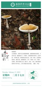 ​雨林科普日记之橙盖鹅膏