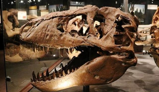 为什么说鸡是恐龙的近亲（科学真相鸡真的是由恐龙进化来的吗）(3)