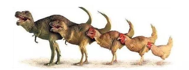 为什么说鸡是恐龙的近亲（科学真相鸡真的是由恐龙进化来的吗）(1)