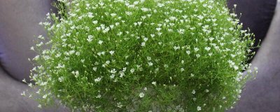 ​满天星怎么养殖方法（图）