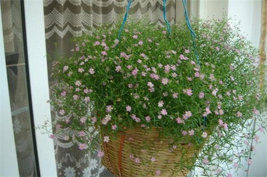 满天星怎么养殖方法(图)(图3)