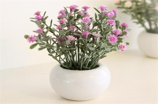 满天星怎么养殖方法(图)(图2)