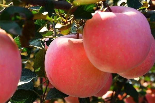 苹果上蜡能吃吗 工业蜡含铅汞 苹果上蜡能吃吗 工业蜡含铅汞