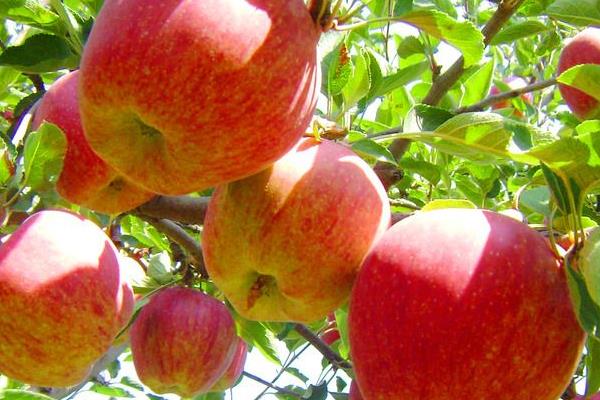 苹果上蜡能吃吗 工业蜡含铅汞 苹果上蜡能吃吗 工业蜡含铅汞