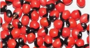 平安豆好处(都是红色豆)(4)