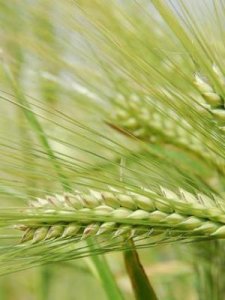 ​麦芽是什么(麦芽是小麦吗)