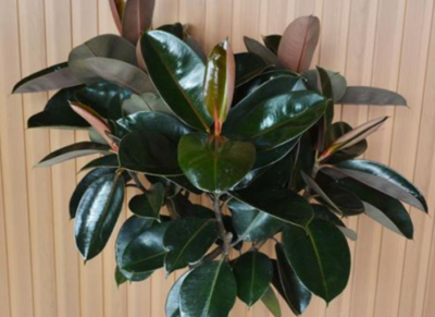 ​橡皮树怎么养才能更旺盛（橡皮树的4个养护小妙招）