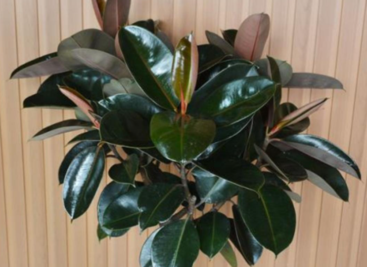 橡皮树怎么养才能更旺盛（橡皮树的4个养护小妙招）