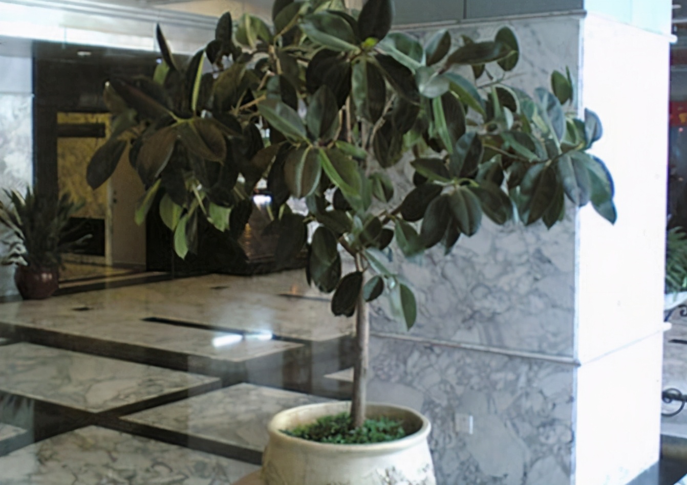 橡皮树怎么养才能更旺盛（橡皮树的4个养护小妙招）