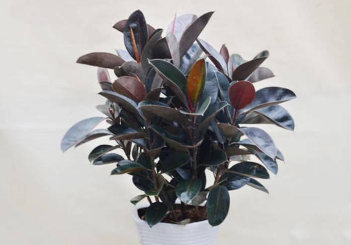 橡皮树怎么养才能更旺盛（橡皮树的4个养护小妙招）