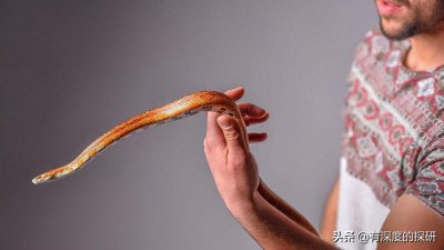 ​“玉米蛇”是一种受欢迎的宠物，无毒，而且它们温和且易于照顾