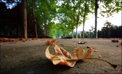 ​落叶归根打一生肖是什么生肖？落叶归根打一生肖 归根落叶是什么生肖