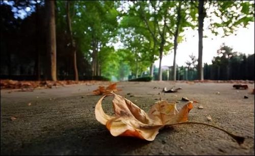 落叶归根打一生肖是什么生肖？落叶归根打一生肖 归根落叶是什么生肖-第1张图片-