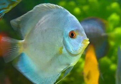 ​地球上有美人鱼吗？东方鲛人泣珠报答