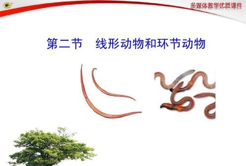 环节动物有哪些