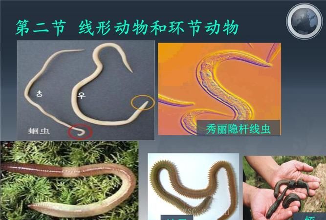 环节动物有哪些代表?