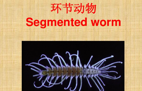 环节动物有哪些代表,什么是环节动物图2