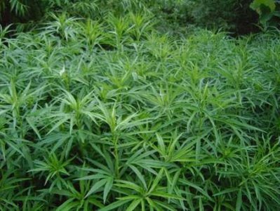 ​农村有一种“柳蒿芽”，清香似艾草，是一道天然的美味野菜