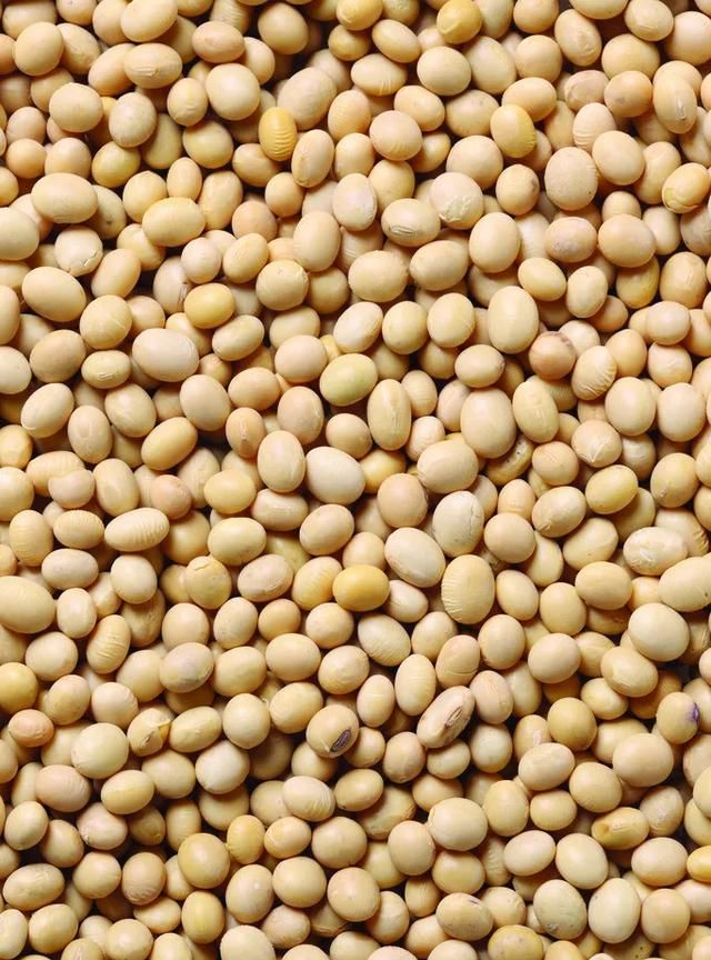 毛豆和黄豆是同一种东西吗，请问毛豆和黄豆是同一种东西吗？图6