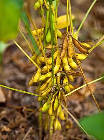 毛豆和黄豆是同一种东西吗，请问毛豆和黄豆是同一种东西吗？图5