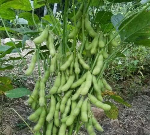 毛豆和黄豆是同一种东西吗，请问毛豆和黄豆是同一种东西吗？图2