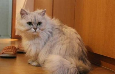 ​猫耳屎和耳螨区分图片（猫的耳螨是什么样的）