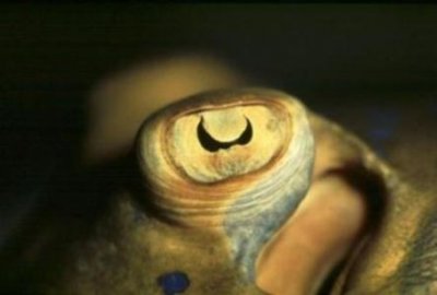 ​地球上最古老的水库洪泽湖面积 洪泽湖水下古墓