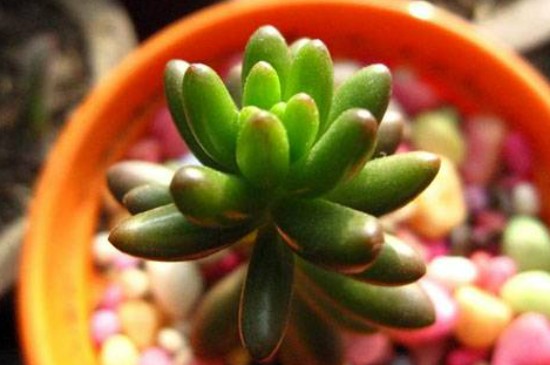 多肉怎么修剪造型(图4)