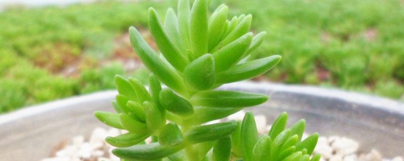 多肉怎么修剪造型(图1)