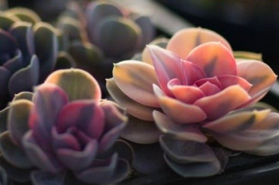 多肉怎么修剪造型(图3)