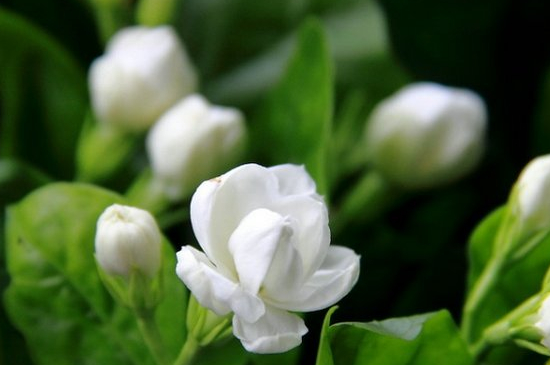 虎头茉莉怎么服盆(图2)