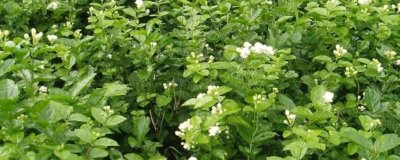 ​虎头茉莉怎么服盆