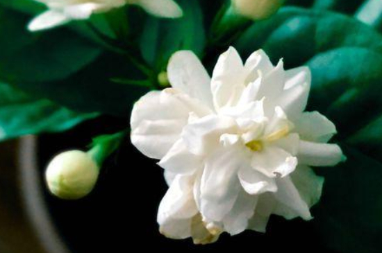 虎头茉莉怎么服盆(图3)