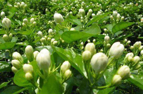 茉莉花可以吃吗(图3)