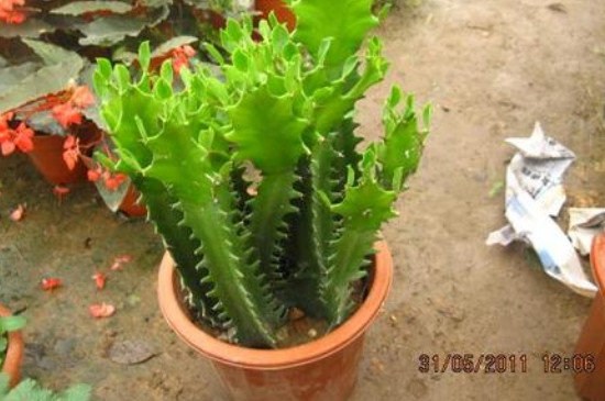 量天尺如何繁殖(图4)