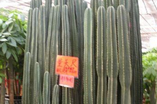 量天尺如何繁殖(图2)