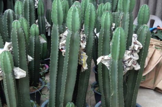 量天尺如何繁殖(图3)