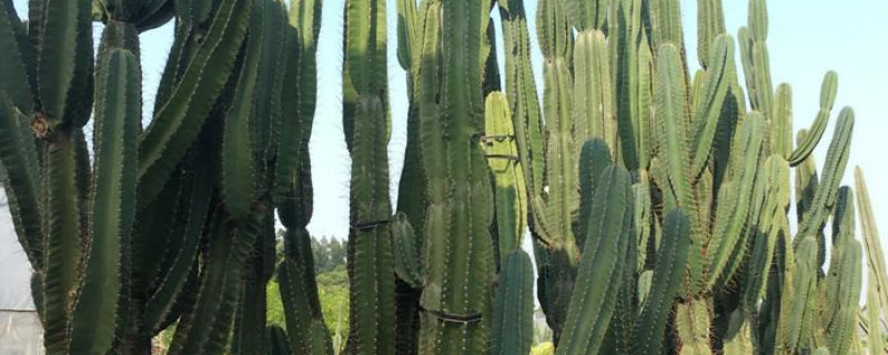 量天尺如何繁殖(图1)