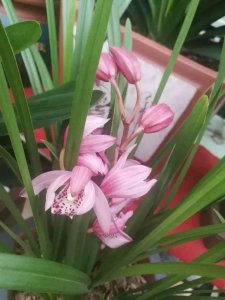 ​兰花空根是什么原因造成的（兰花全部空根如何解决能救活）