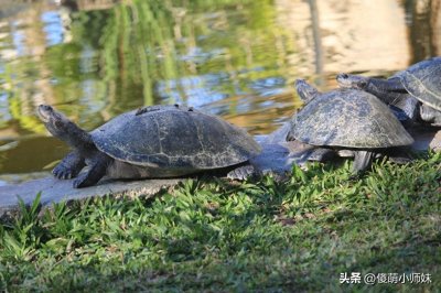 ​“镇宅龟”的几大表现，你家乌龟中了几个？