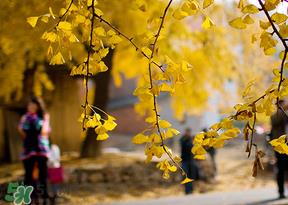 惊蛰能回娘家吗?惊蛰有什么禁忌? 惊蛰能回娘家吗?惊蛰有什么禁忌?