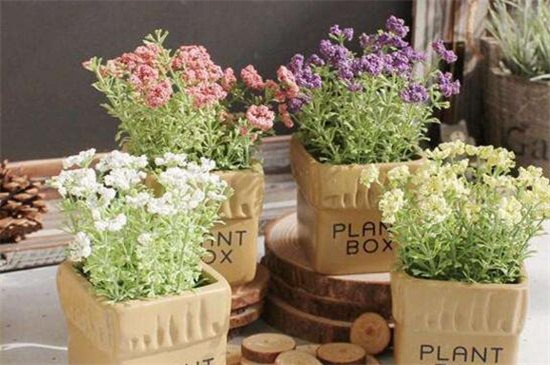 满天星有毒吗(图)(图2)