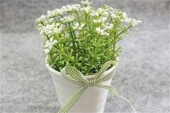 满天星有毒吗(图)(图3)