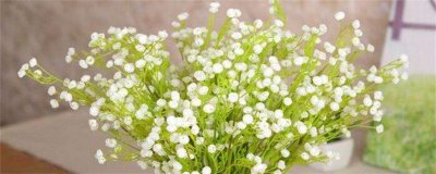 ​满天星有毒吗（图）