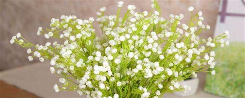 满天星有毒吗(图)(图1)